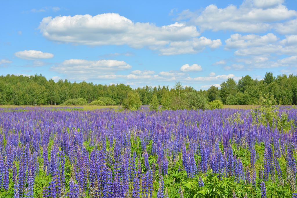 Lupinen auf dem Feld