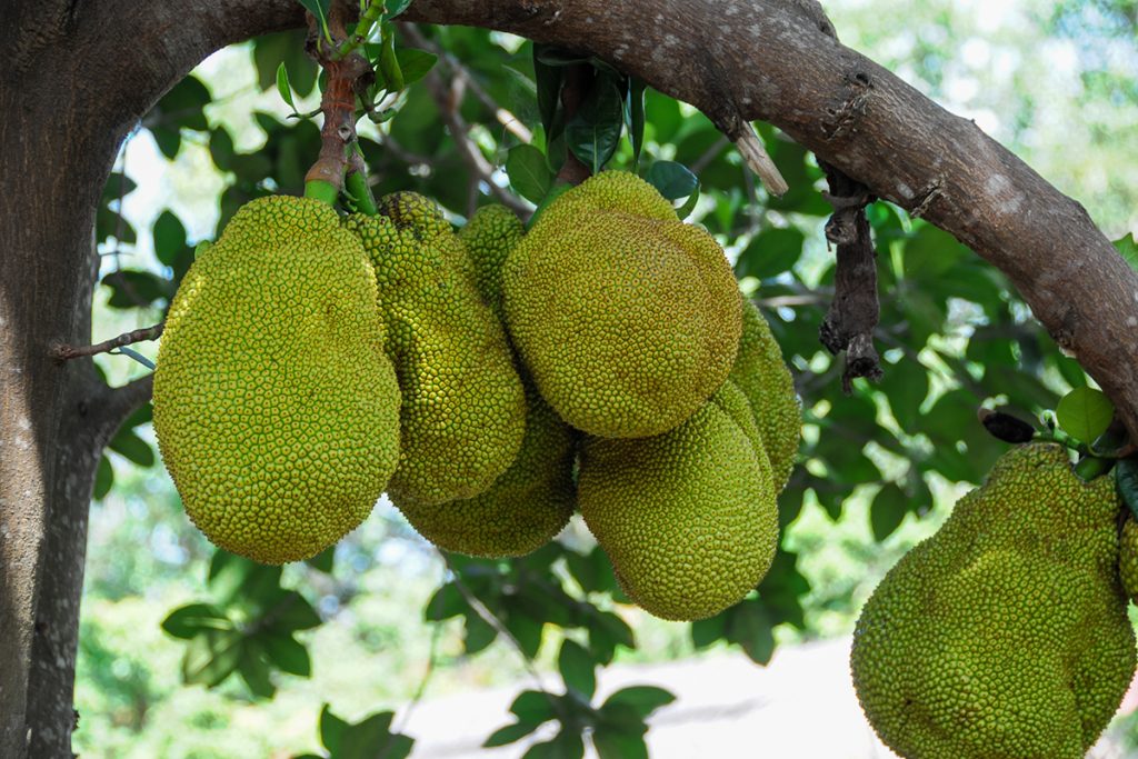 Jackfruit am Baum