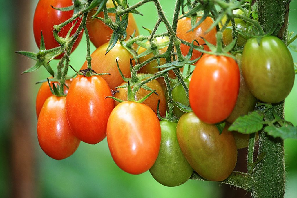 Tomaten am Strauch