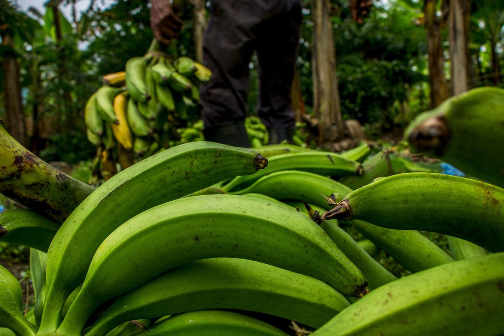 Frisch geerntete Bananen