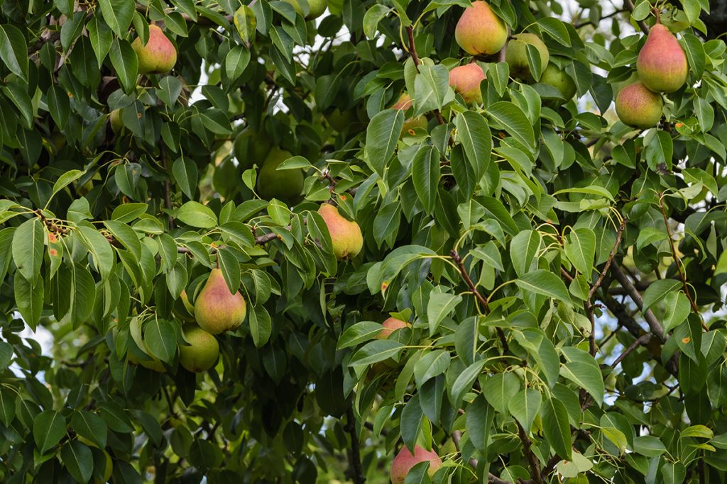 Birnenbaum mit reifen Birnen