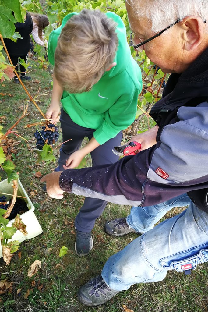 Lehrer und Schüler bei der Weinlese