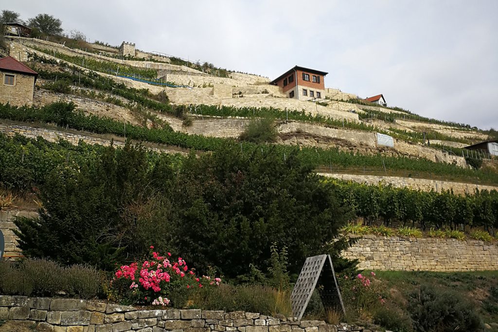 Weinhänge in der Saale-Unstrut-Region