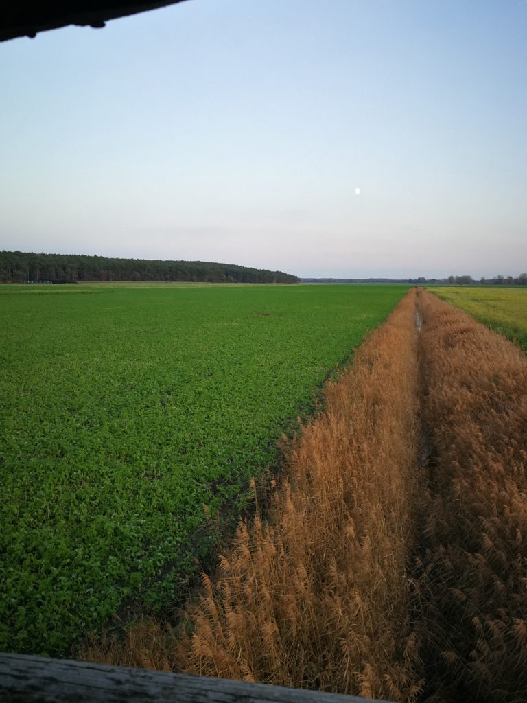 Blick aus dem Hochsitz übers Feld