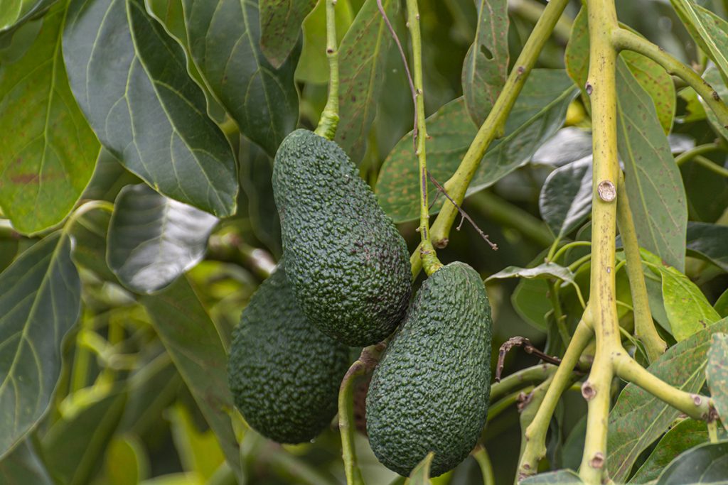 Avocados der Sorte "Hass" am Baum