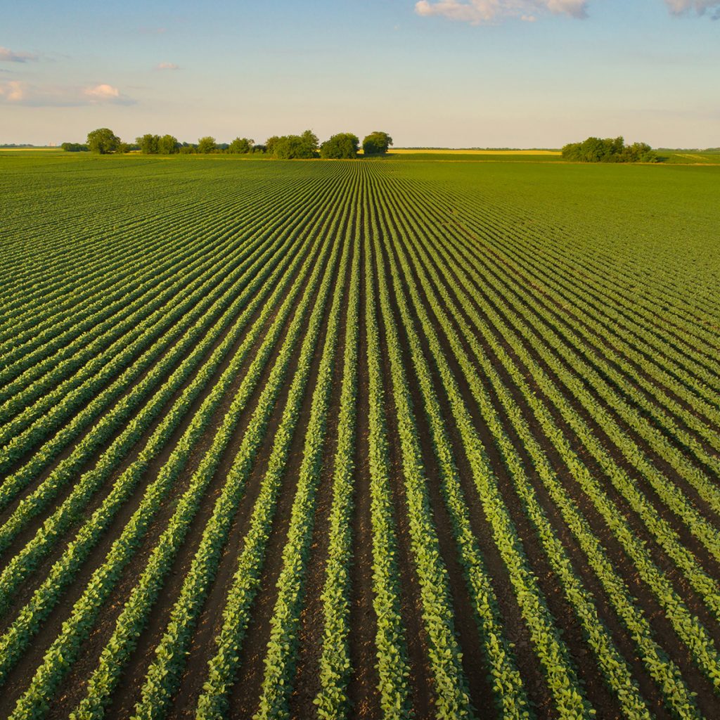 Ein Feld mit Sojabohnen