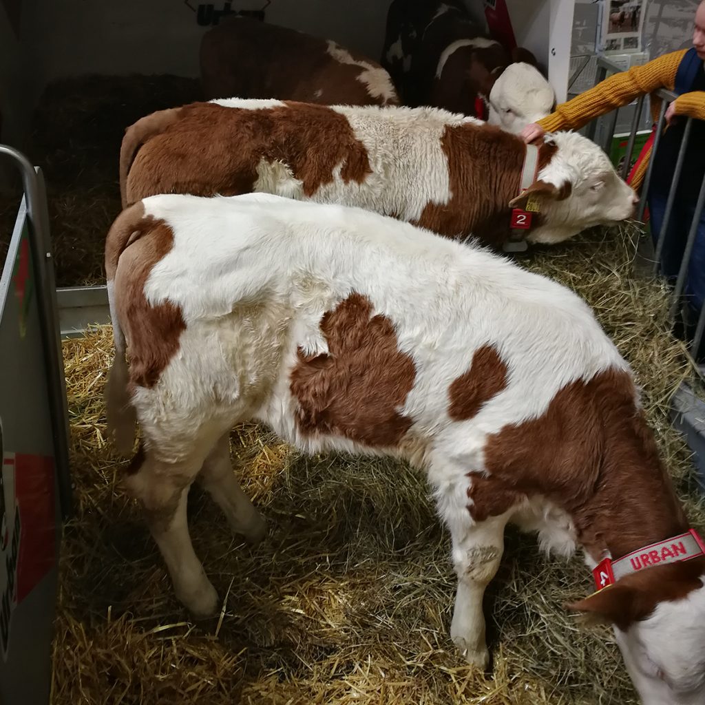 Kälber auf dem Erlebnisbauernhof auf der Grünen Woche.