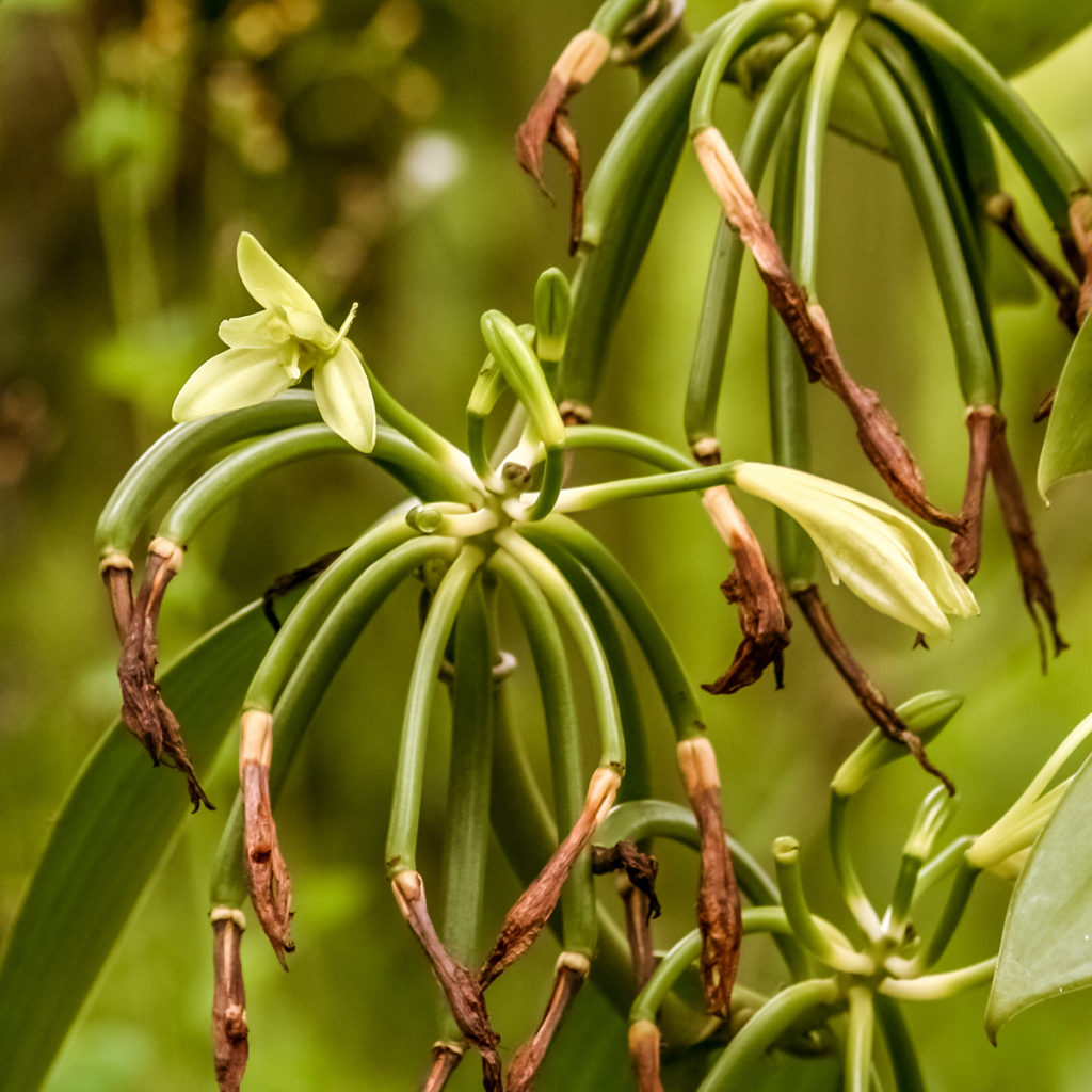 Blühende Bourbon-Vanille