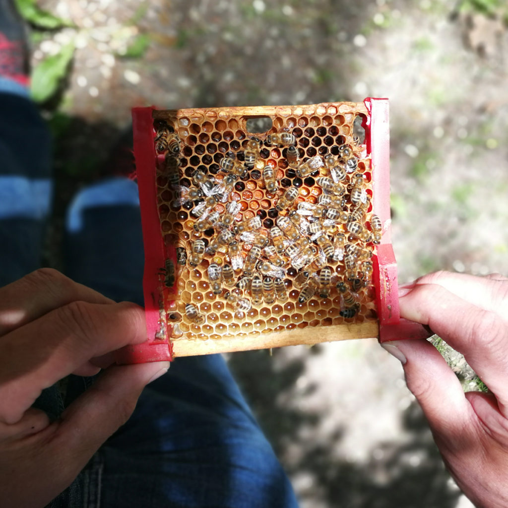 Dr. Benedikt Polaczek zeigt seine Honigbienen