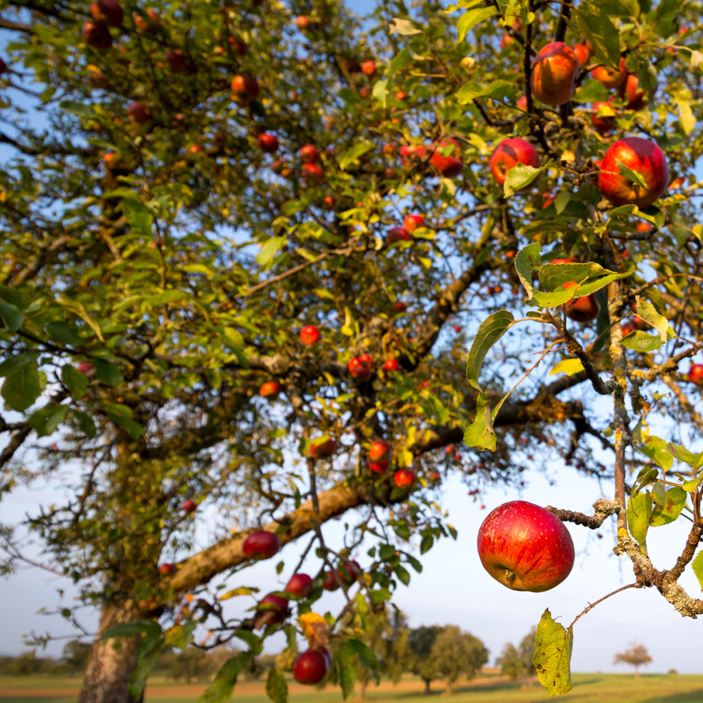 Äpfel am Baum auf einer Streuobstwiese 