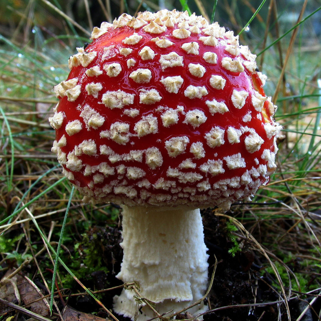 Roter Fliegenpilz (Amanita muscaria)