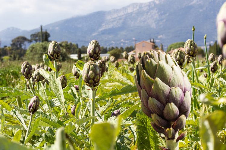 Botanicals: Diese Pflanzen können eine gesunde Ernährung ergänzen