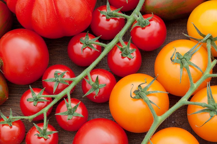 Lieblingsgemüse der Deutschen: Auf dem Weg zur optimalen Tomate