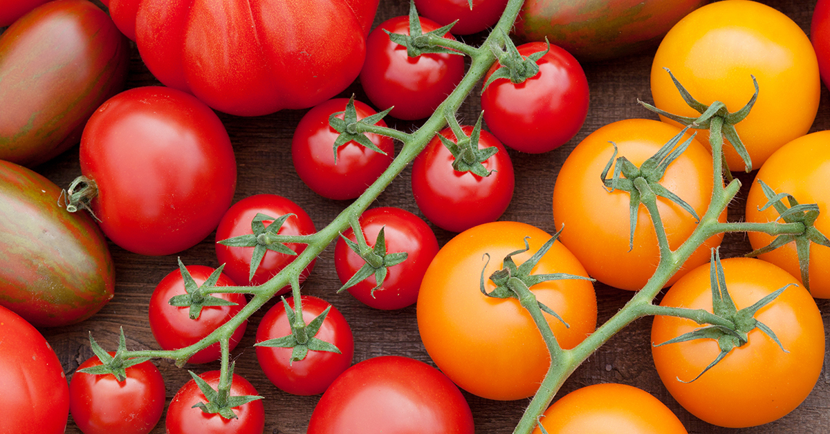 Verschiedene Tomatensorten