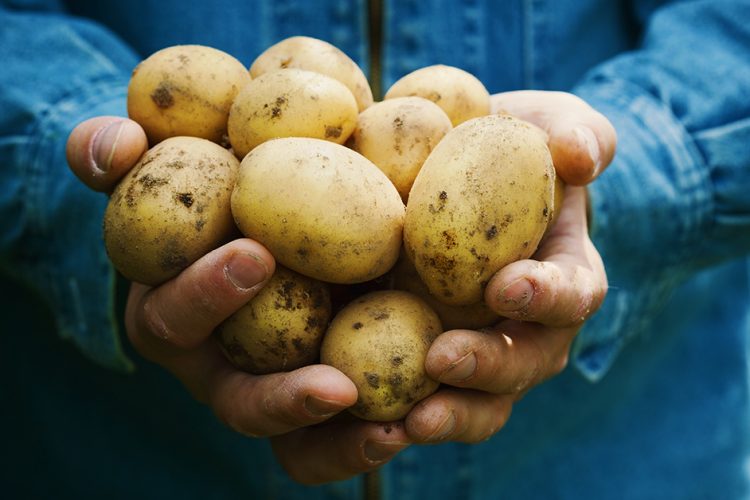 Sorgenvolle Knolle: Kartoffelernte 2019 bleibt spannend