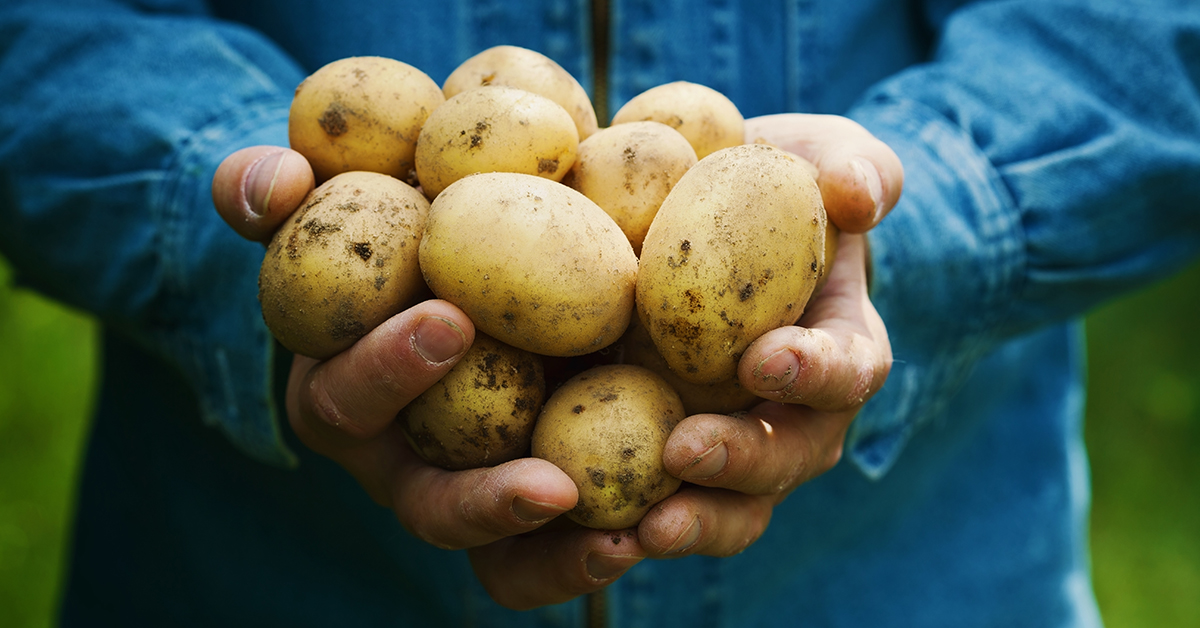 Bauer hält Kartoffeln in der Hand