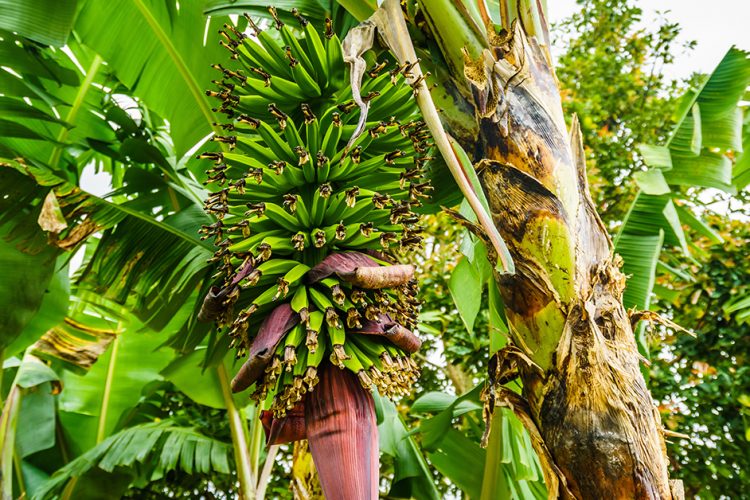 Pflanzenkrankheiten bei Bananen und Oliven: Wenn Erreger auf Reisen gehen