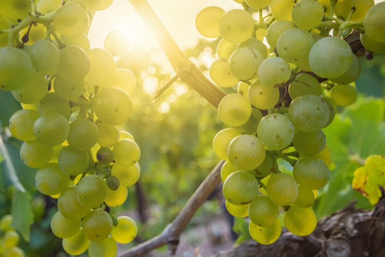 (Weiß)herbst in Saale-Unstrut: Die Weinlese hat begonnen