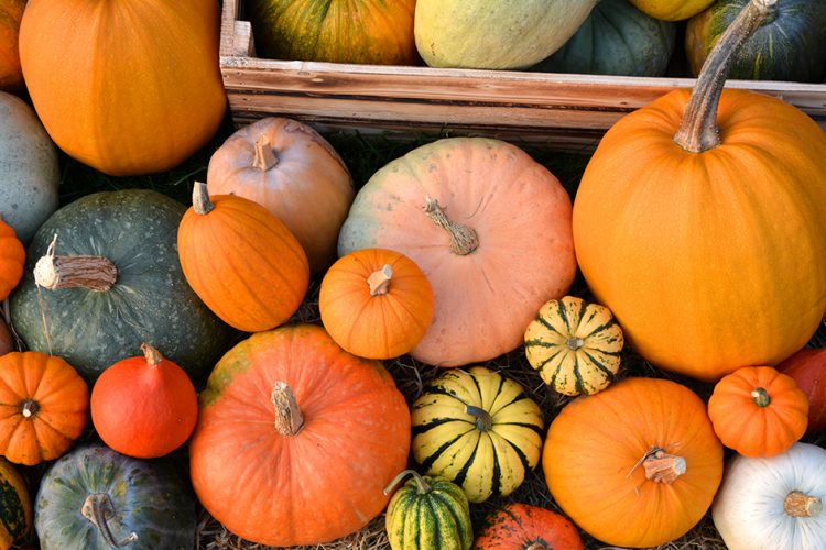 Nicht nur zu Halloween: Herbstgemüse Kürbis