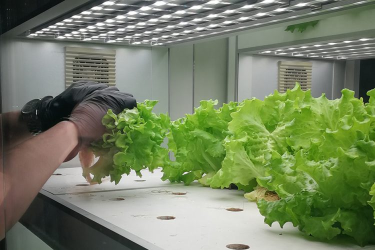 Salat aus Hydrokultur: Unterrichtsstunde in Zukunftsessen