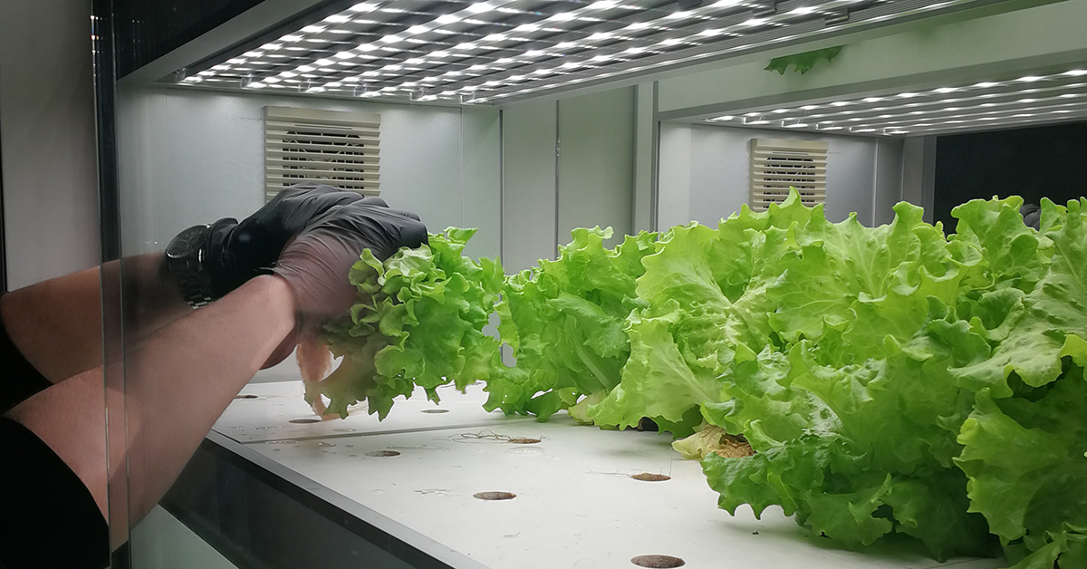 Salat aus Hydrokultur.