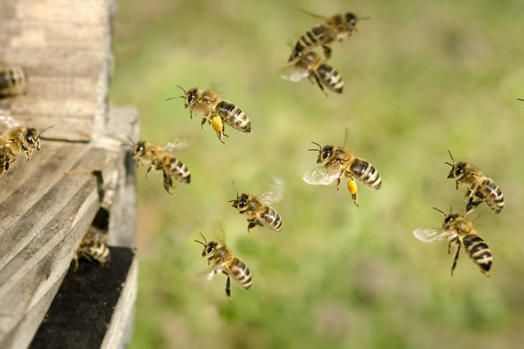 Summ, summ, summ! – Ein Besuch bei den Honigbienen