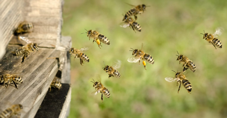 Honigbienen auf dem Weg in den Bienenstock