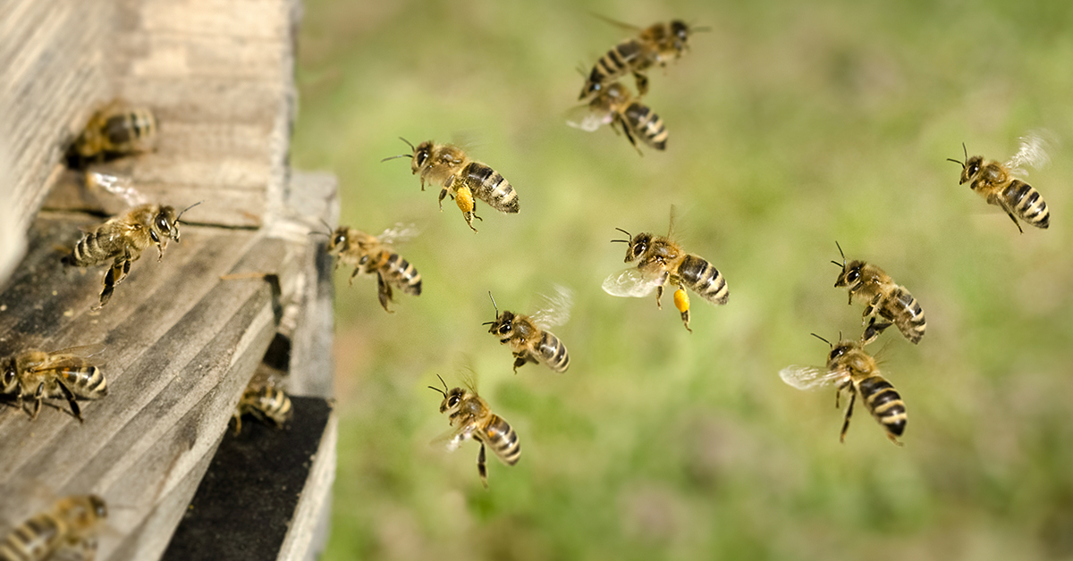 Honigbienen auf dem Weg in den Bienenstock
