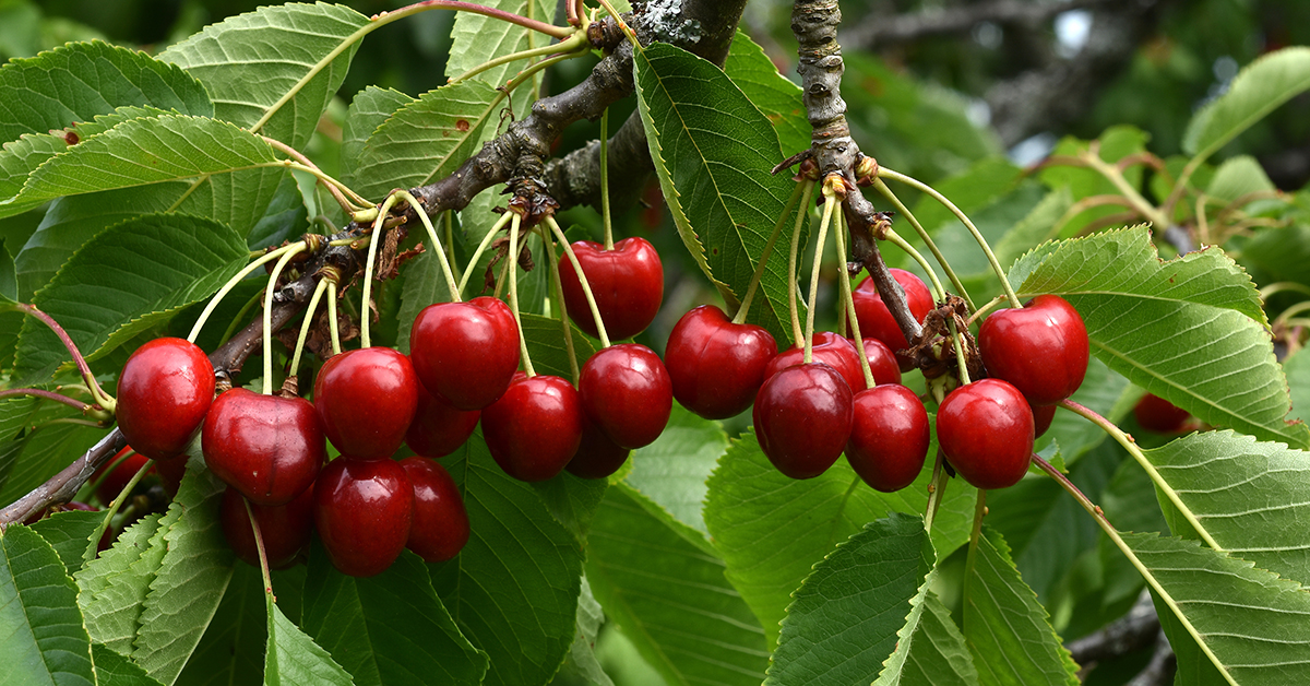 Erntereife Süßkirschen am Baum