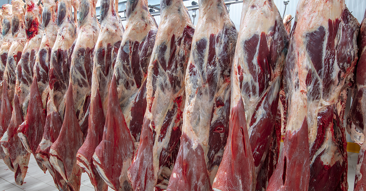 Halal-Rindfleisch im Schlachthof