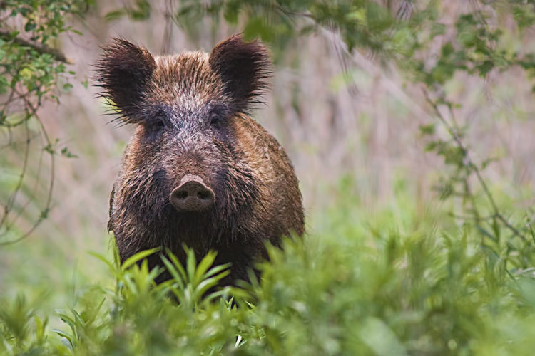 Afrikanische Schweinepest in Deutschland: Ist Schweinefleisch jetzt noch sicher?