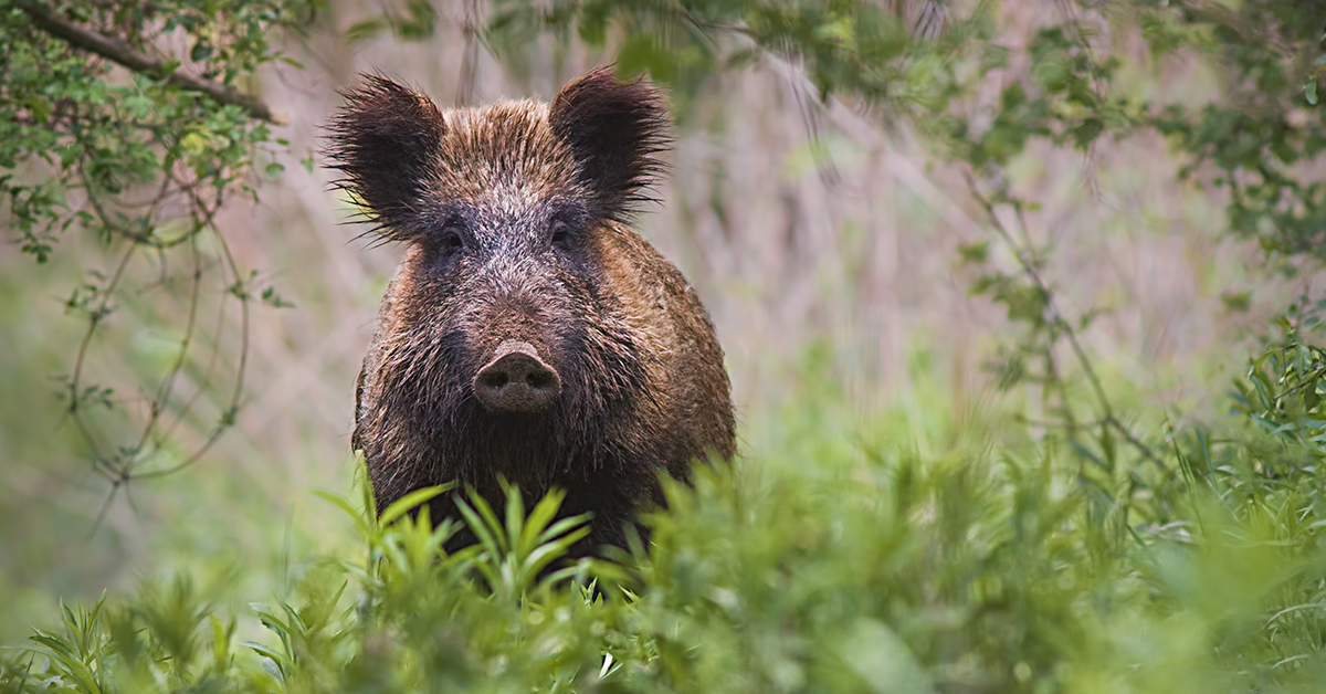 Ein Wildschwein im Wald