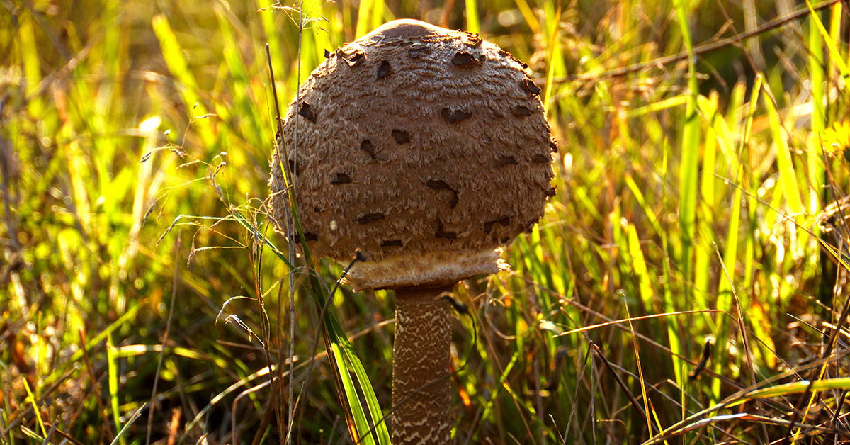 Riesenschirmpilz Parasol