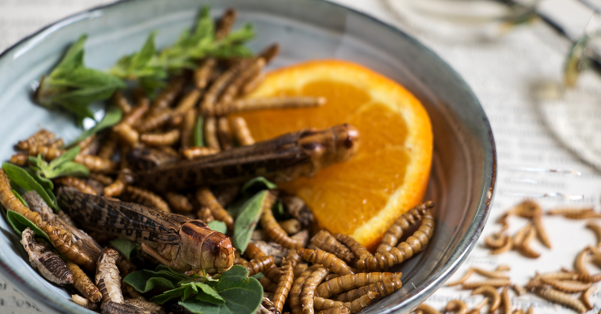 Teller mit Speiseinsekten: Mehlwürmer, Hausgrillen und Heuschrecken.