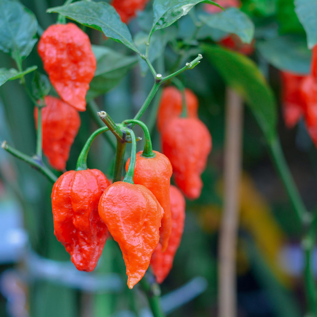 Bhut Jolokia