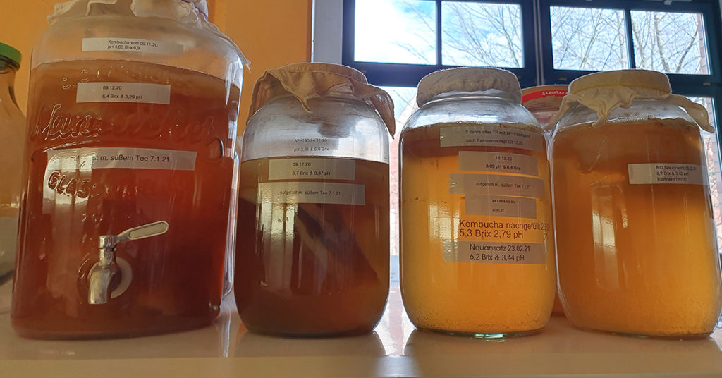 Verschiedene Gläser mit Kombucha