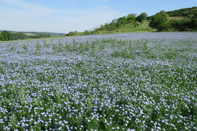 Kein Flachs: Leinöl, das regionale Superfood