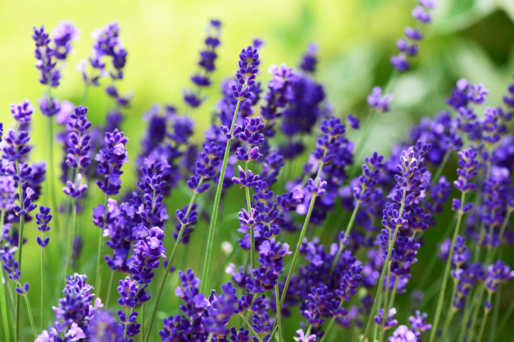 Lavendel