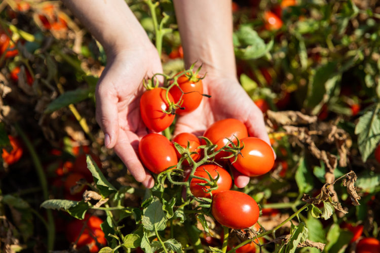 Dosentomaten – Sommer aus der Konserve