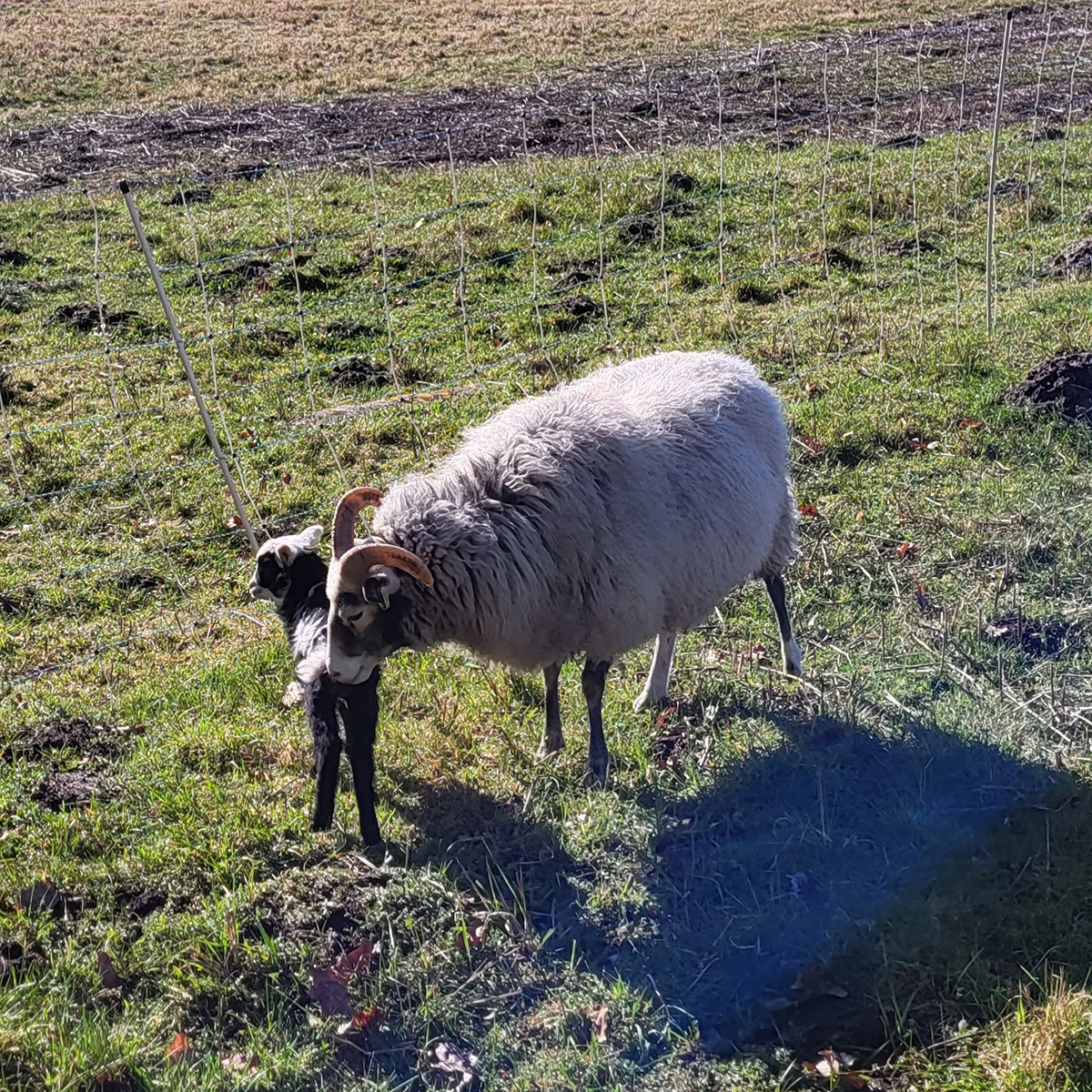 Ein Muttertier mit ihrem Lamm