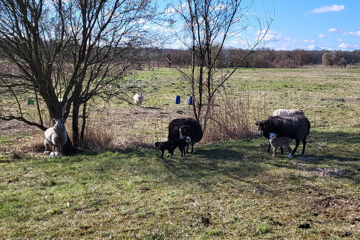 Drei Muttertiere mit ihren Lämmern auf der Weide