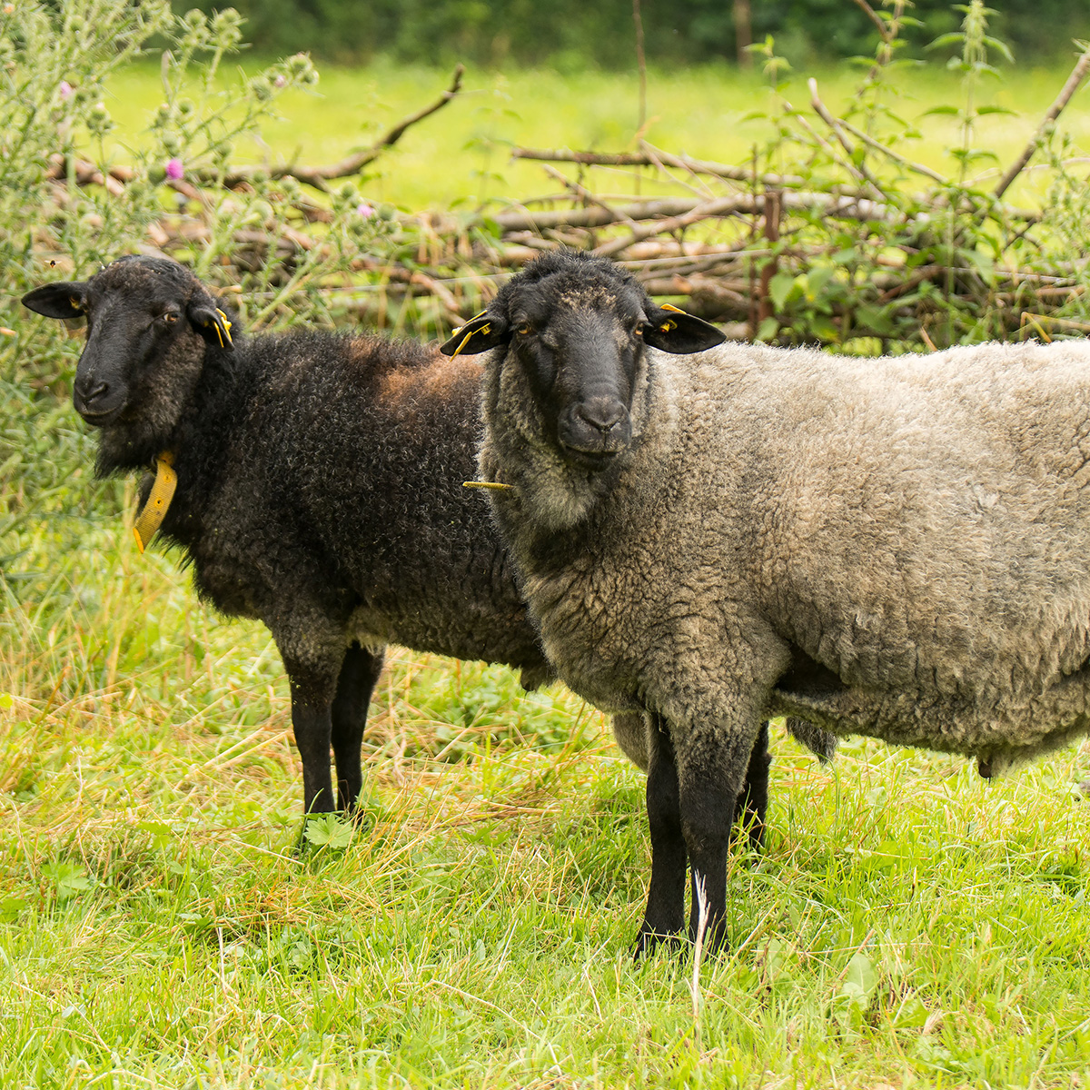 Abbildung eines Rauhwolligen Pommerschen Landschafs