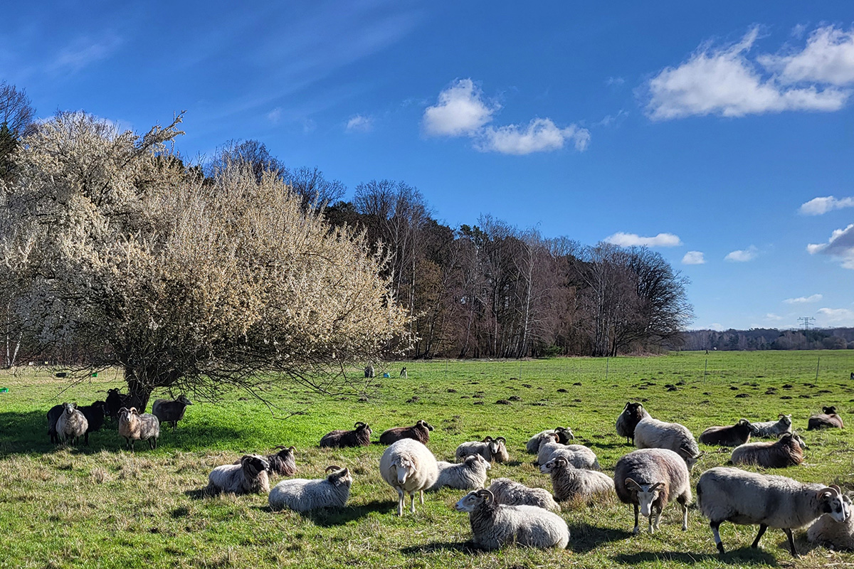 Eine Schafherde auf der Weide vor strahlend blauem Himmel