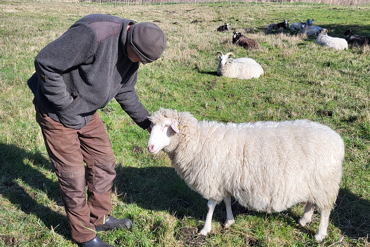 Der Schäfer streichelt eines seiner Schafe.