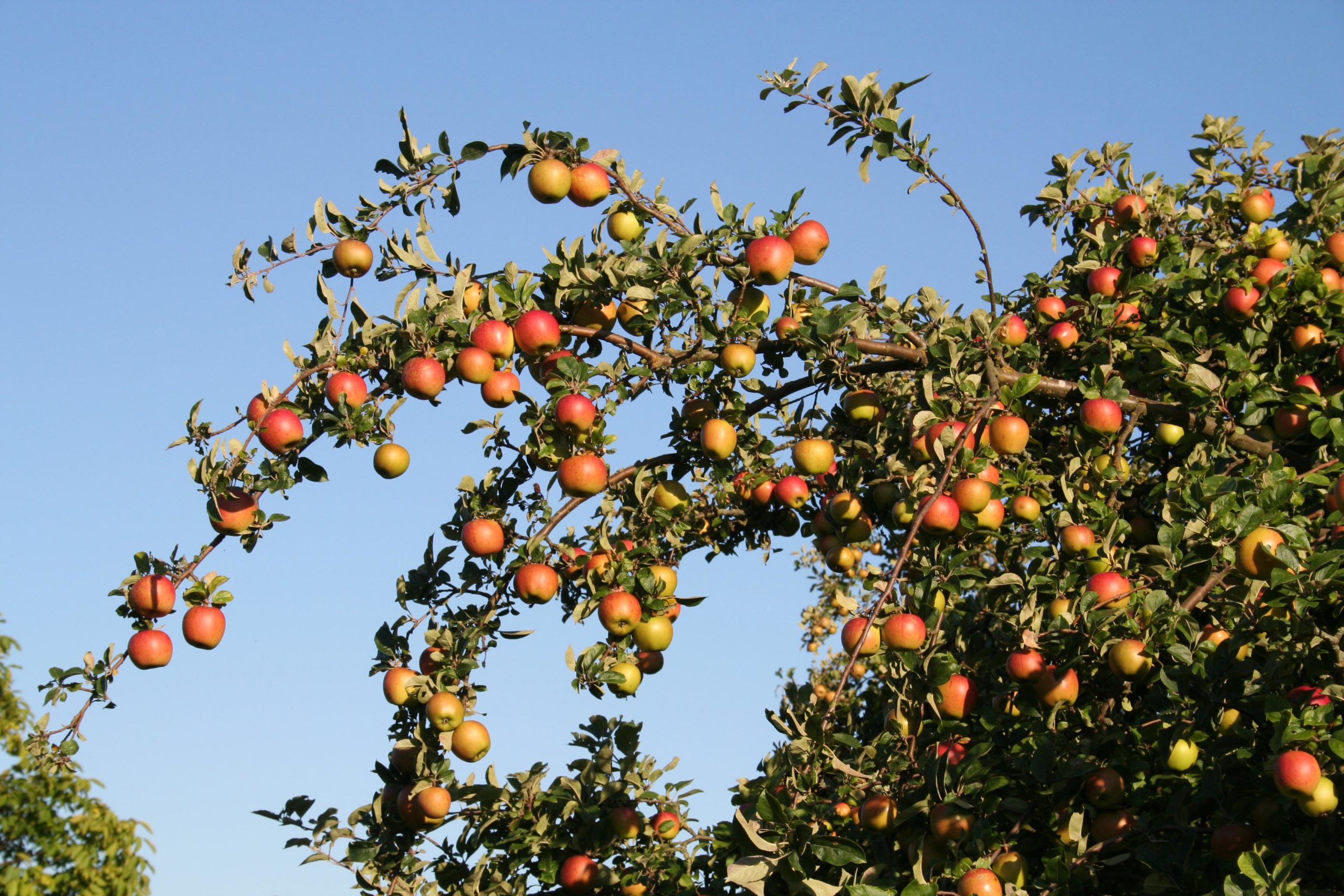 Apfelbaum mit reifen Äpfeln.