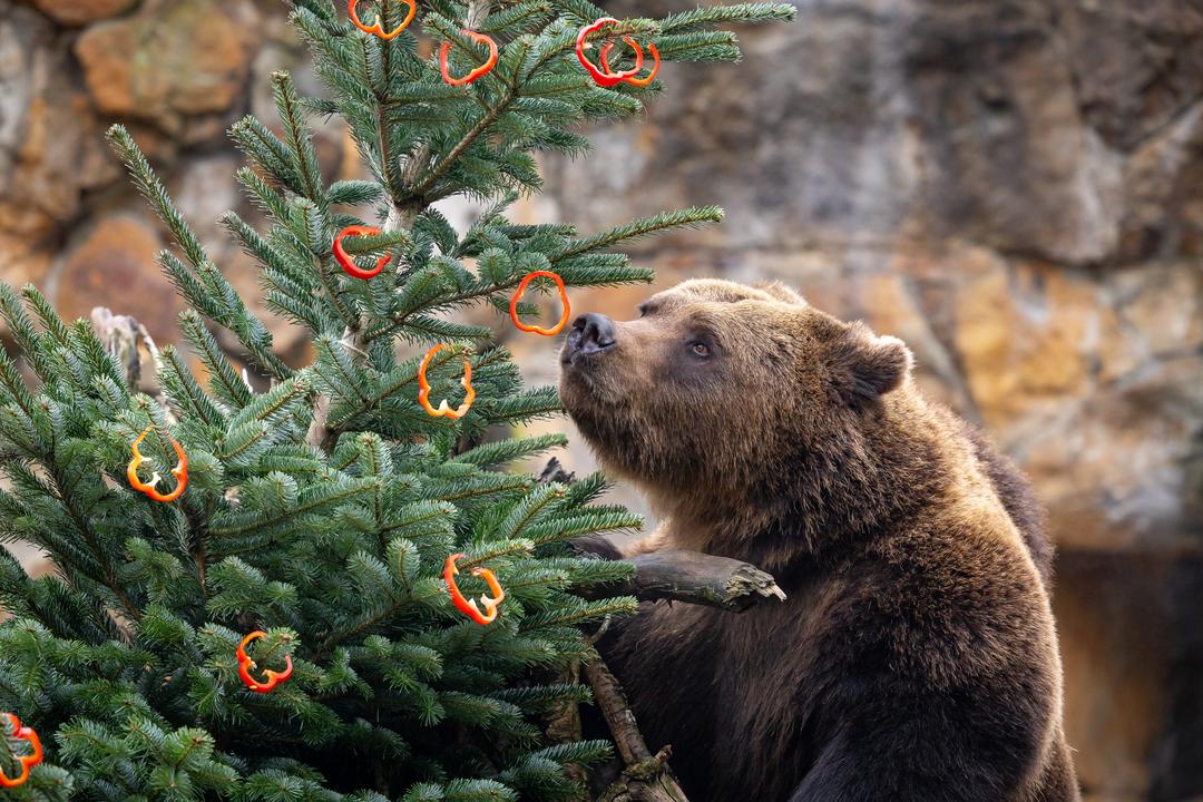 Ein Braunbär im Berliner Zoo riecht an einem Weihnachtsbaum, der mit Paprikaringen geschmückt ist.