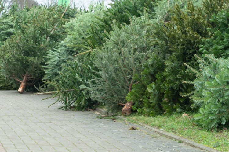 Nicht nur zum Abputzen, sondern auch zum Verputzen: der Weihnachtsbaum