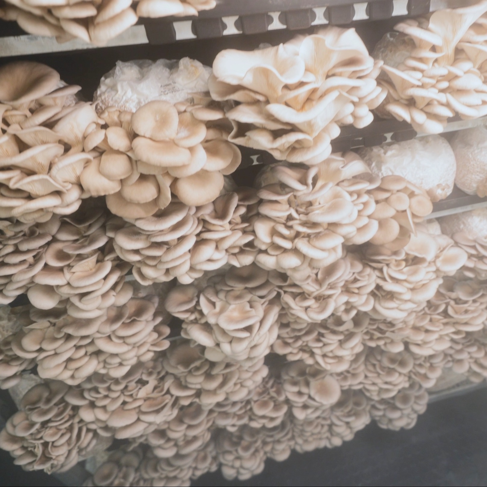 Anbauweise der Pilze bei Tupu in mehreren Lagen übereinander.