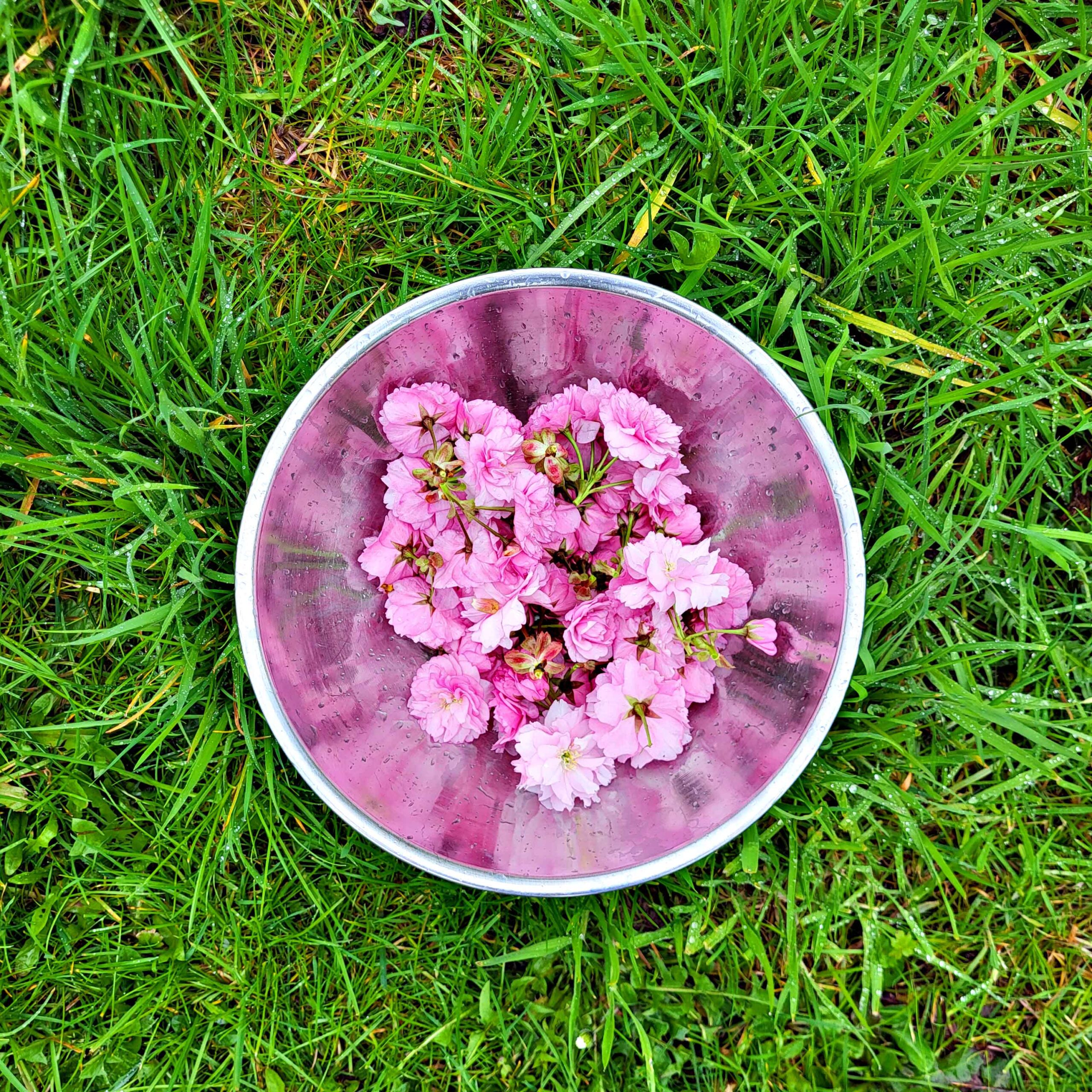 Gepflückte Kirschblüten in einer Metallschüssel aus Gras.