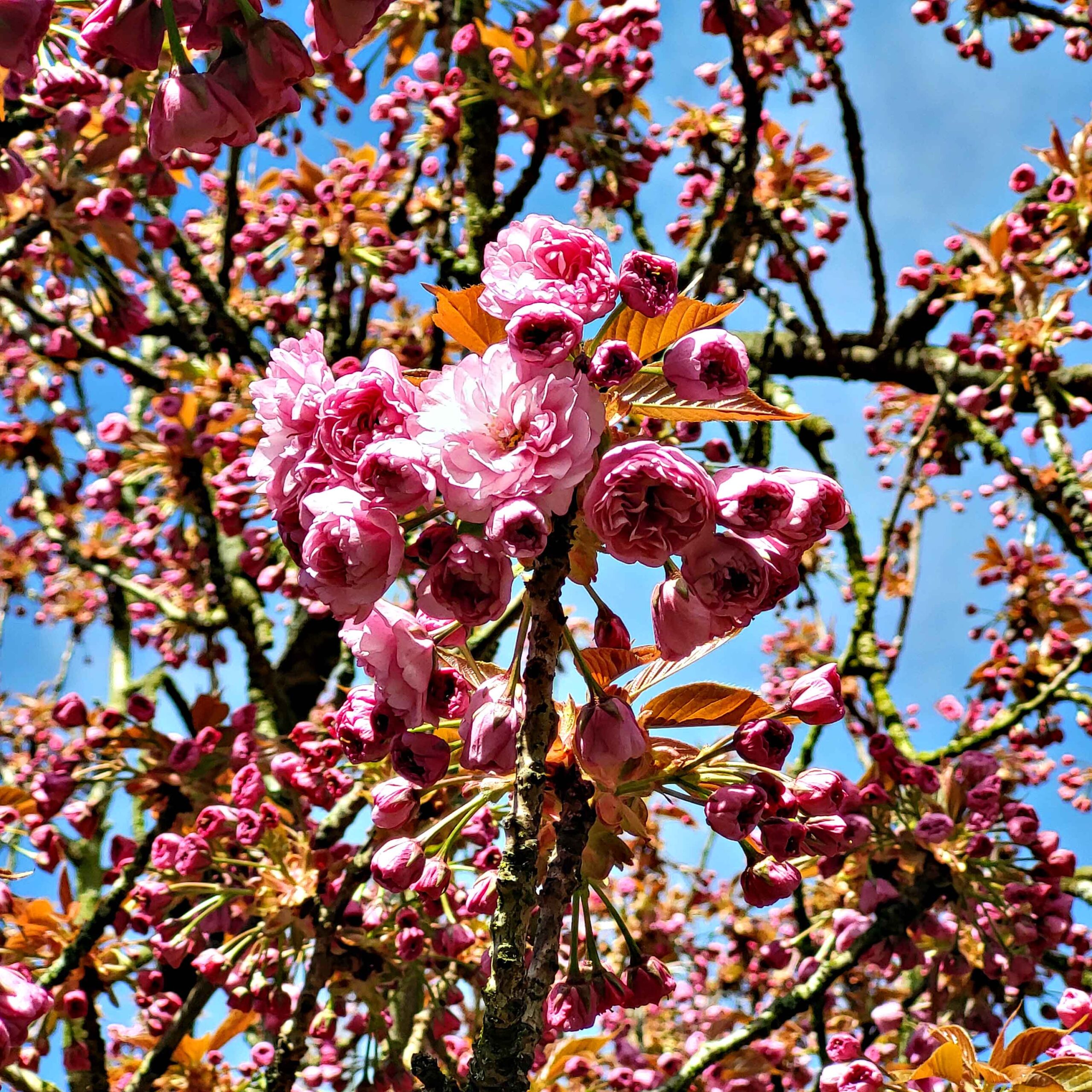 Kirschblüten, die an einem Baum erblühen.